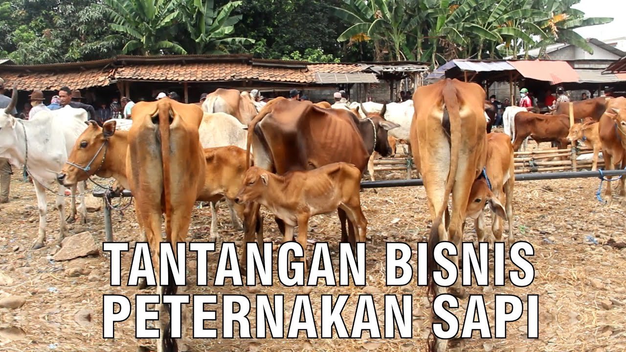 
                                 Tantangan-Berbisnis-Peternakan-Sapi